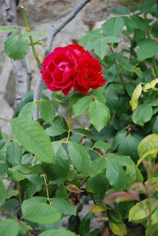 E-Harz Ar Menez Bed & Breakfast Mont-Dol Bagian luar foto